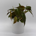 Philodendron Micans