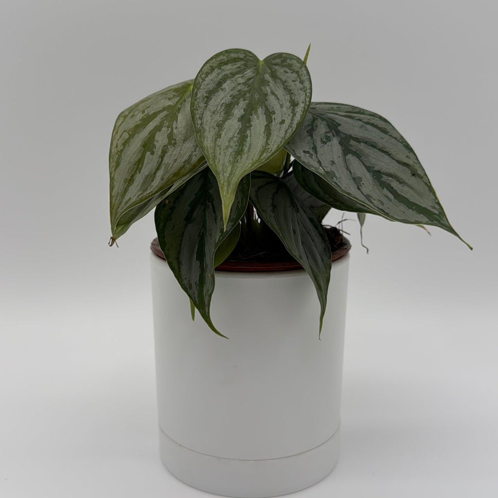 Philodendron Brandi