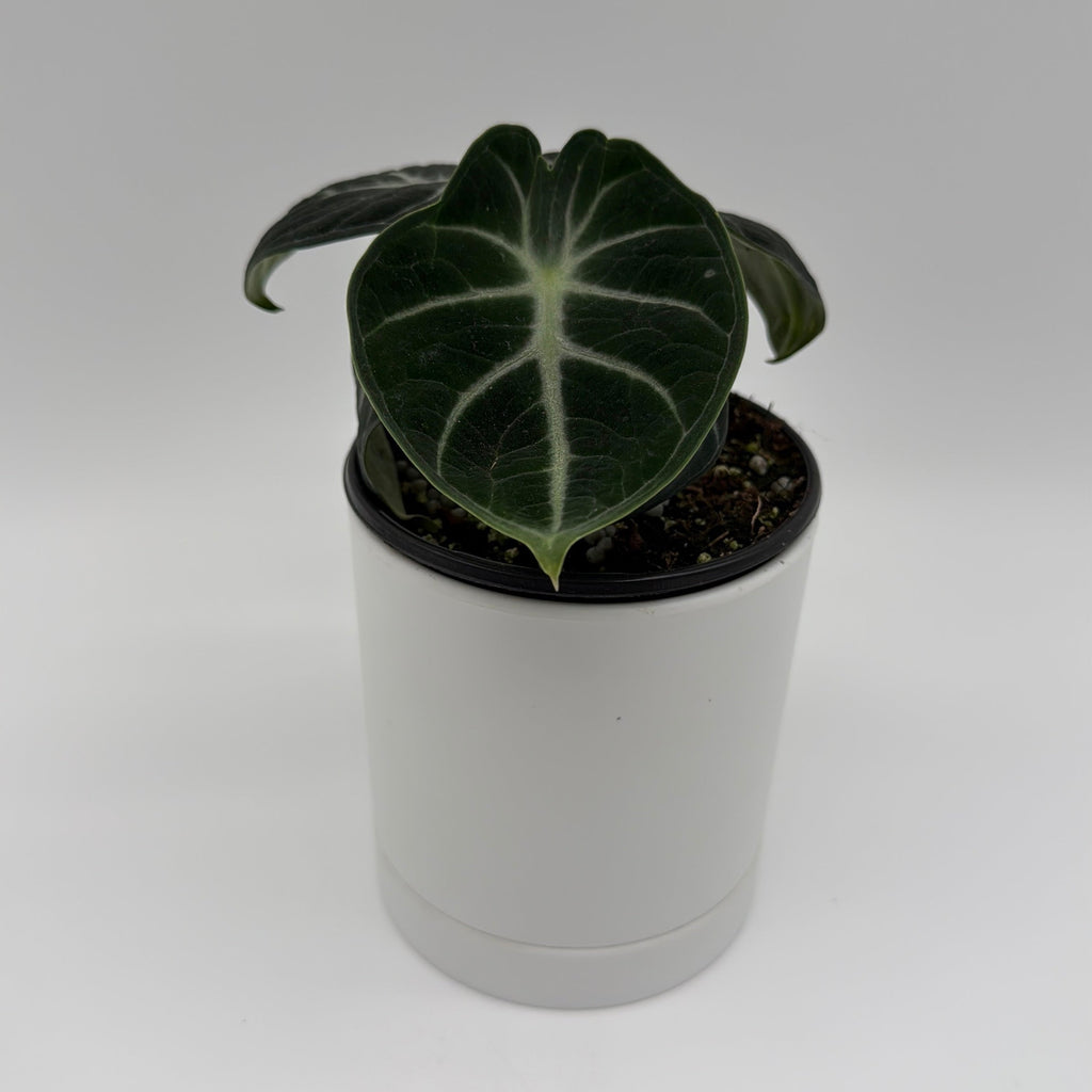 Alocasia Ninja