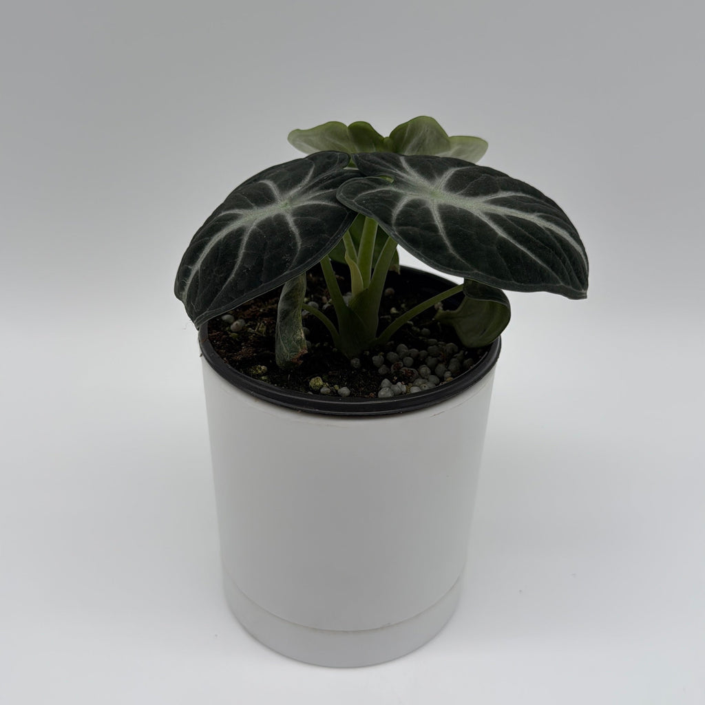 Alocasia Ninja
