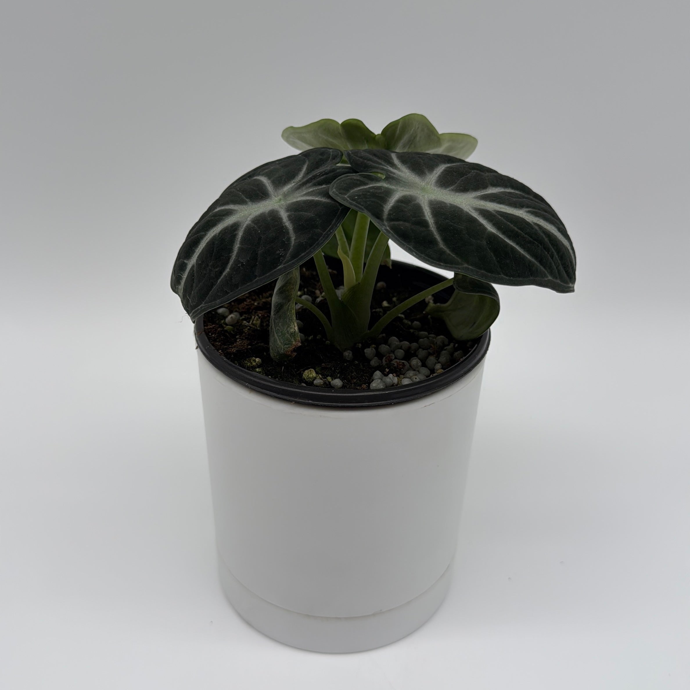 Alocasia Ninja
