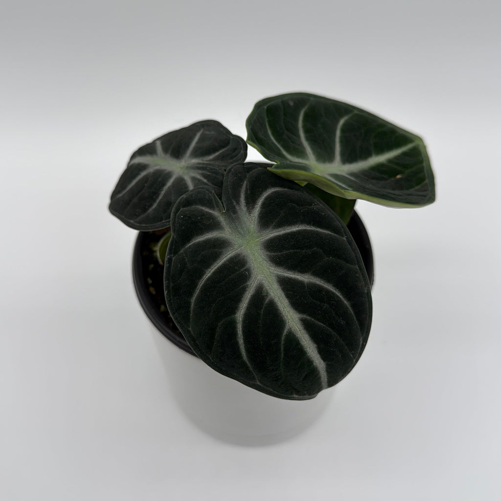 Alocasia Ninja