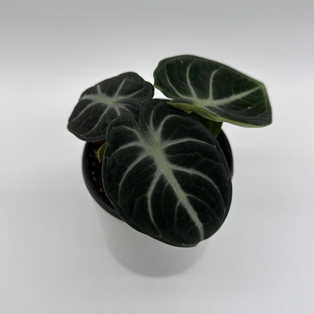 Alocasia Ninja
