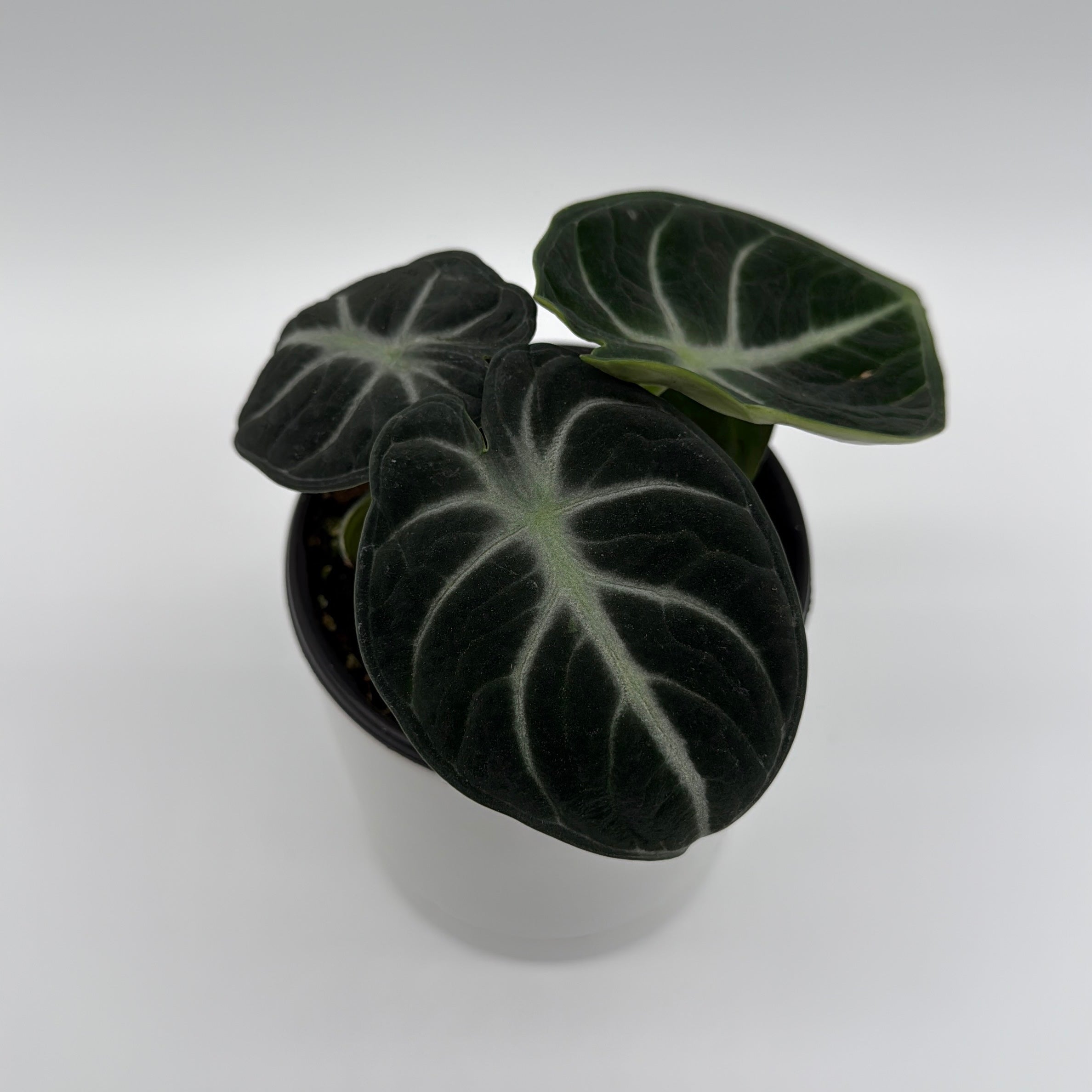 Alocasia Ninja