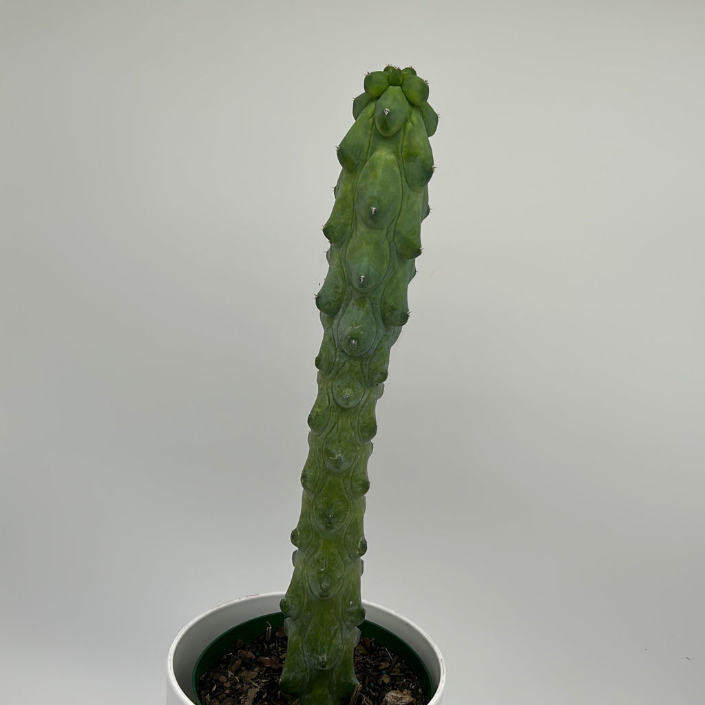 Boobie Cactus