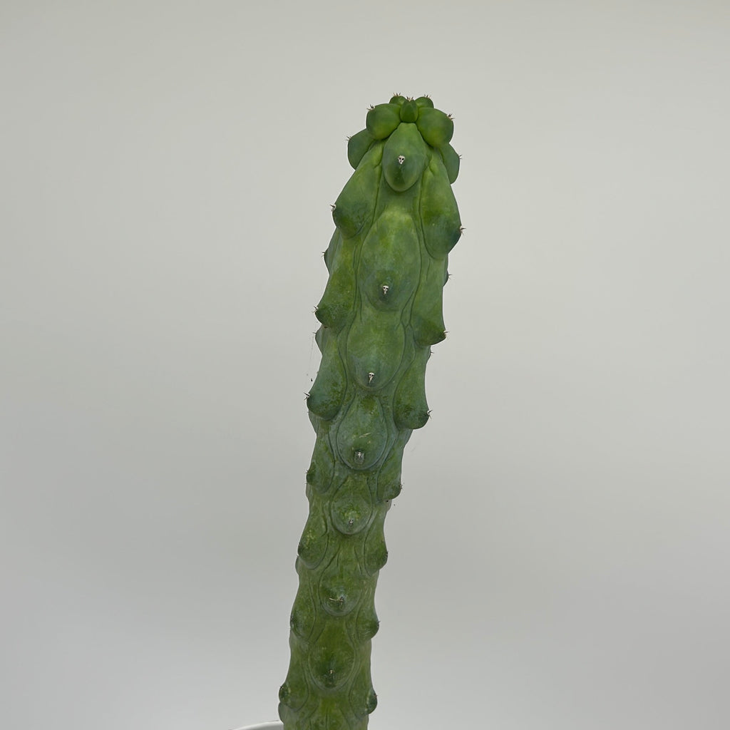 Boobie Cactus