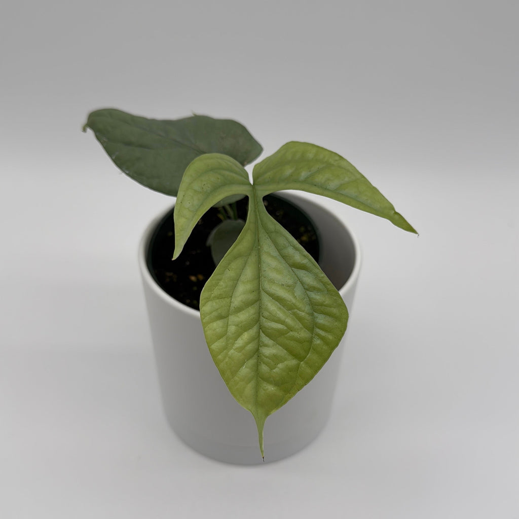 Monstera Amydrium Silver (Spiderman Monstera)