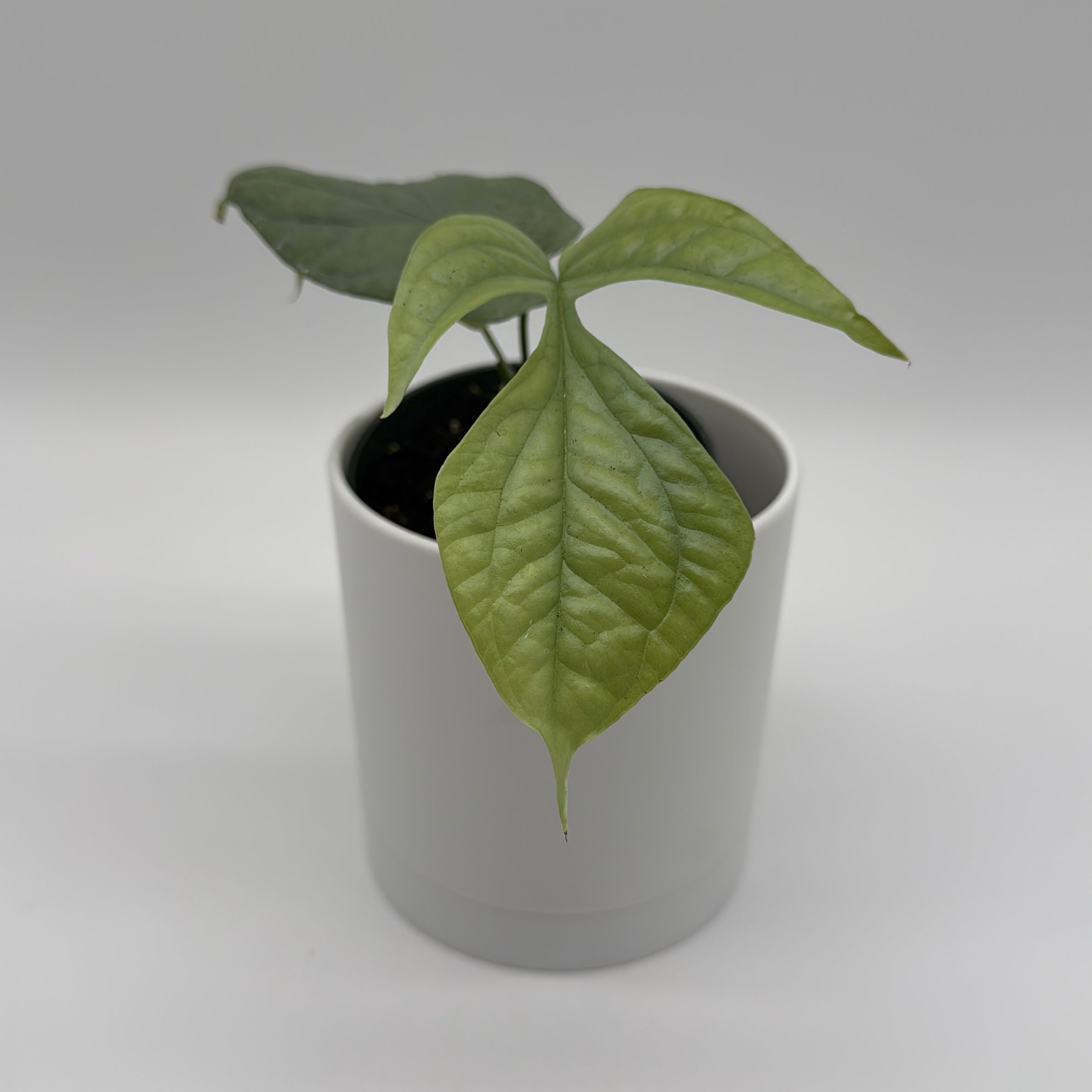 Monstera Amydrium Silver (Spiderman Monstera)