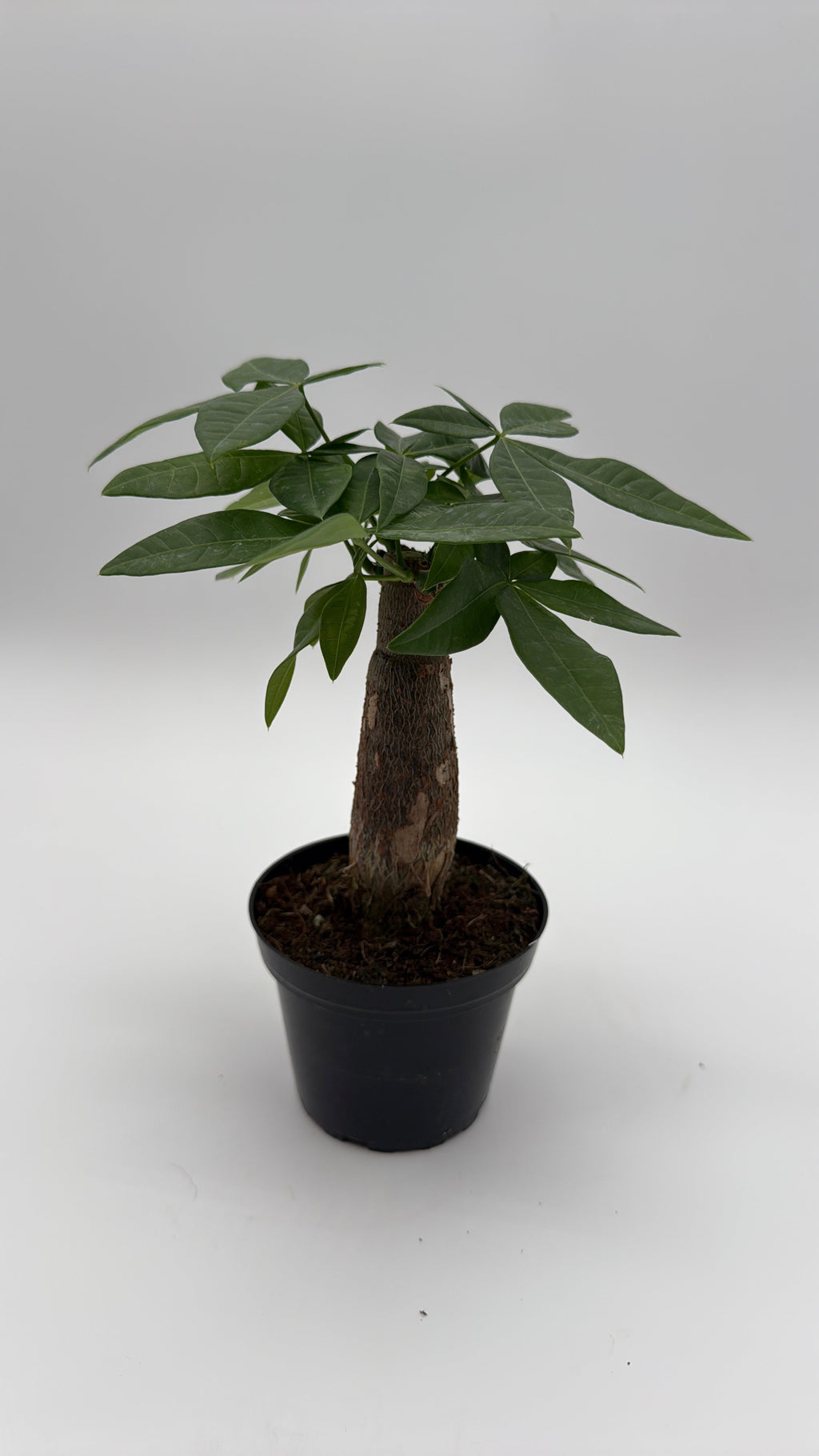 Money Tree Stump