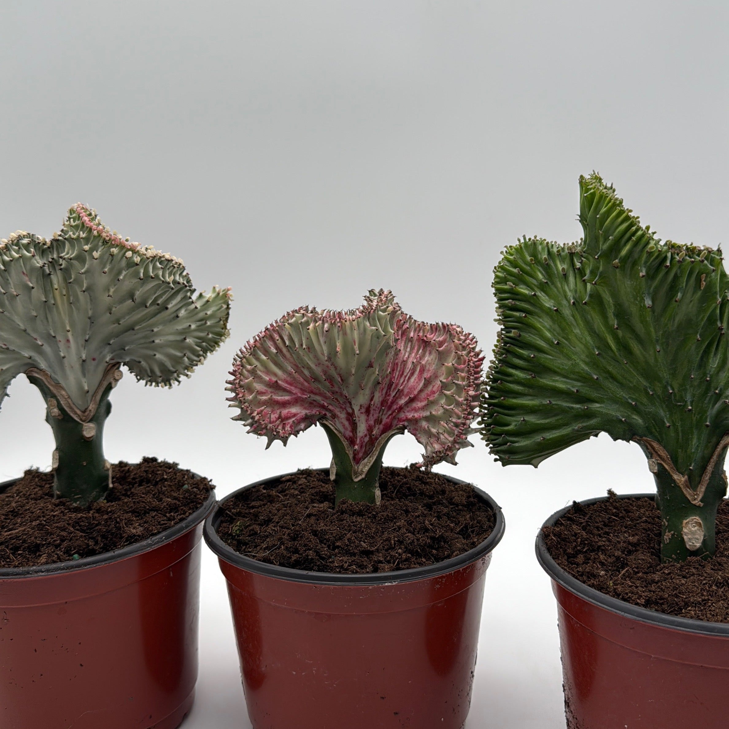 Mermaid Tail Cactus