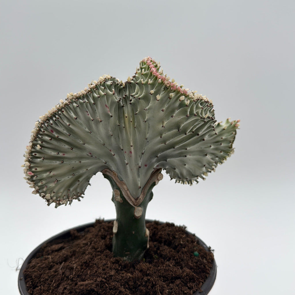 Mermaid Tail Cactus