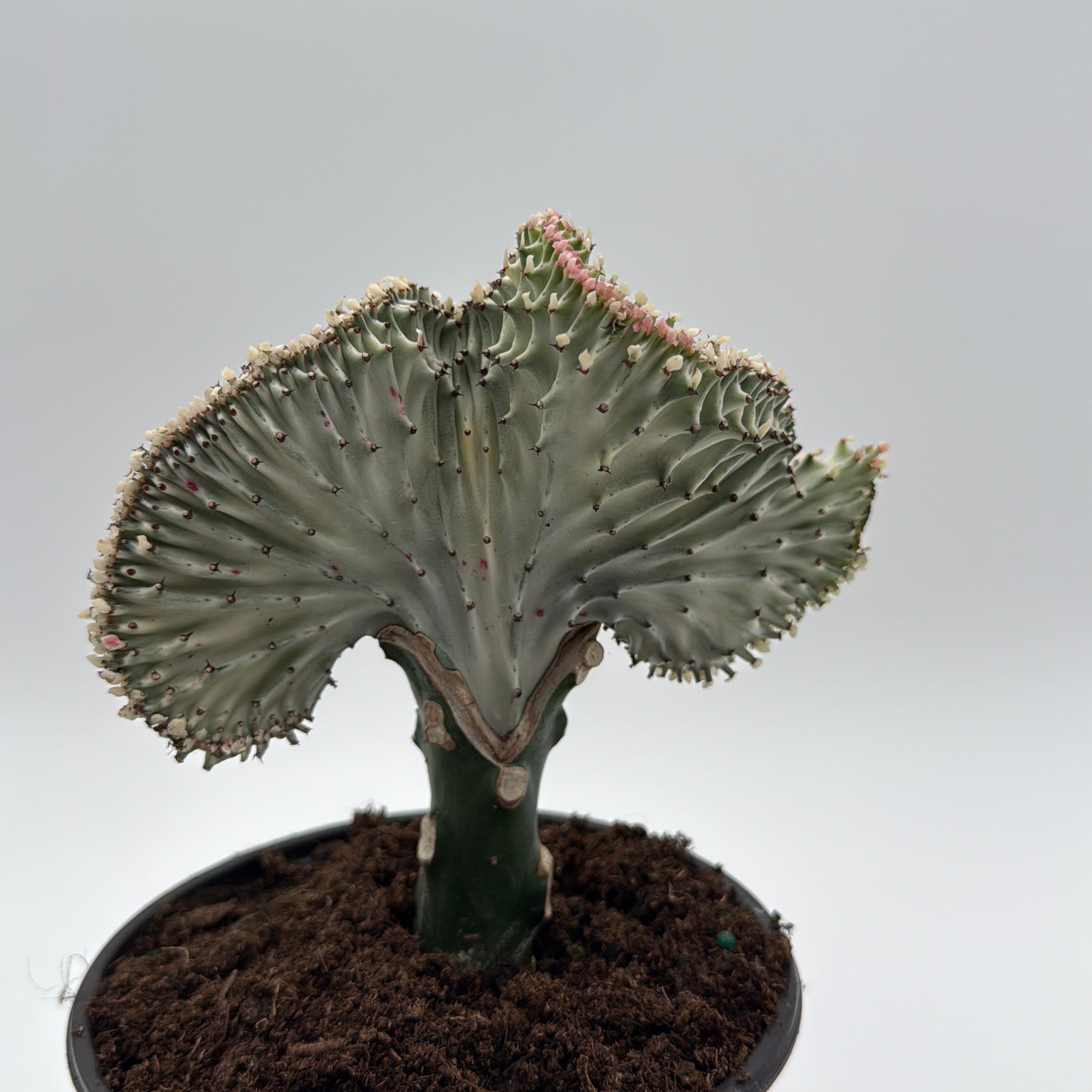 Mermaid Tail Cactus