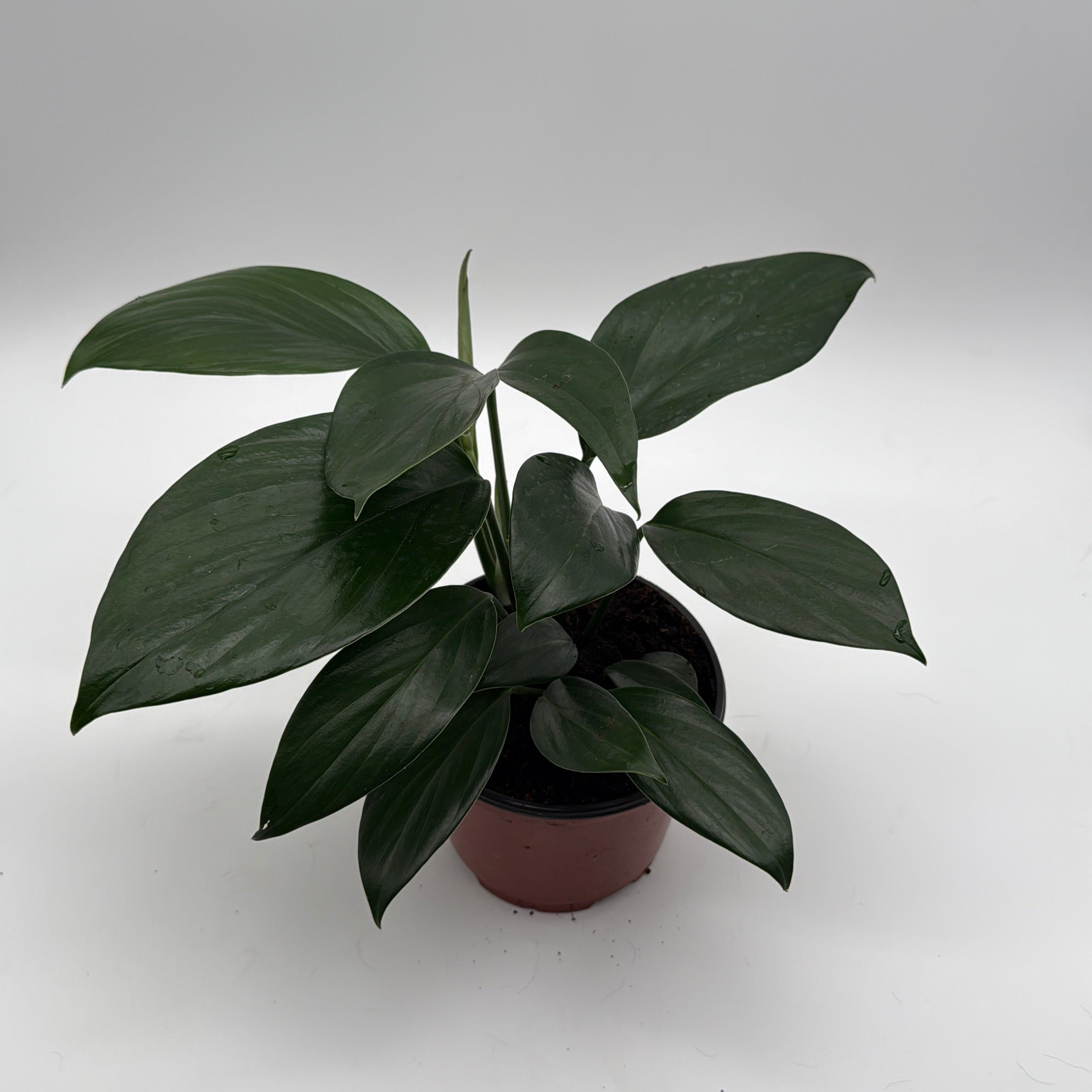 Rhaphidora Decursiva 'Dragon Tail'