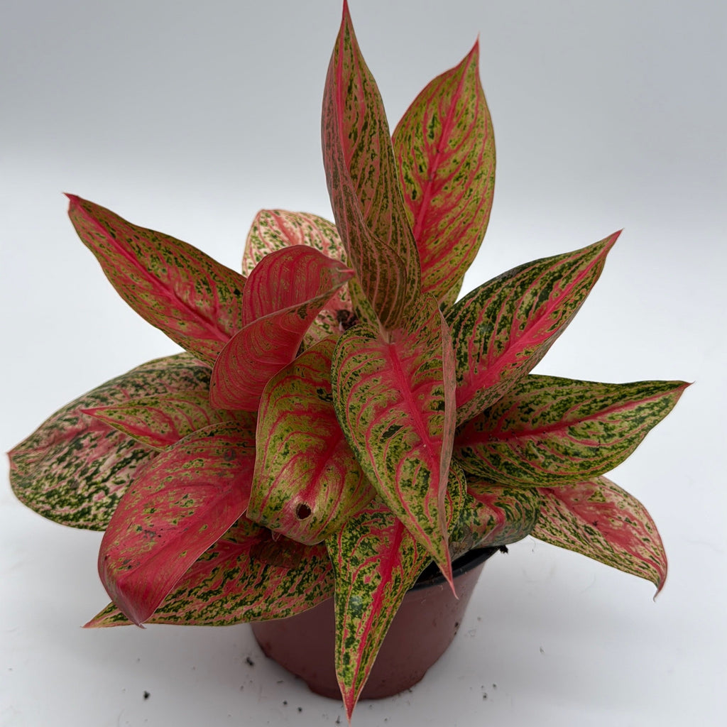 Aglaonema Pink Legacy