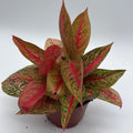Aglaonema Pink Legacy