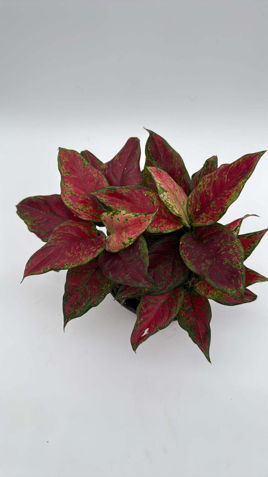 Aglaonema Red Angel