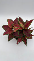Aglaonema Red Angel