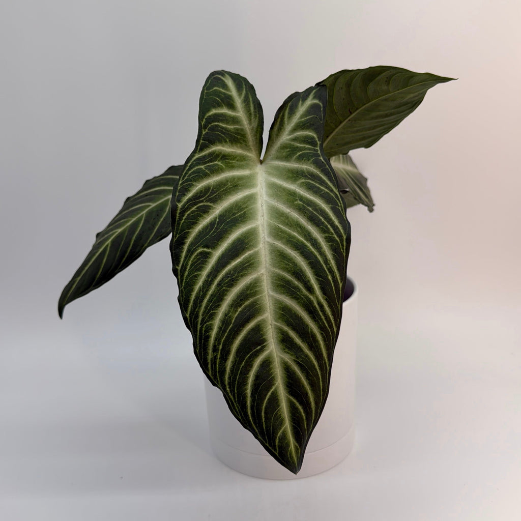 Xanthosoma Lindenii Magnificum