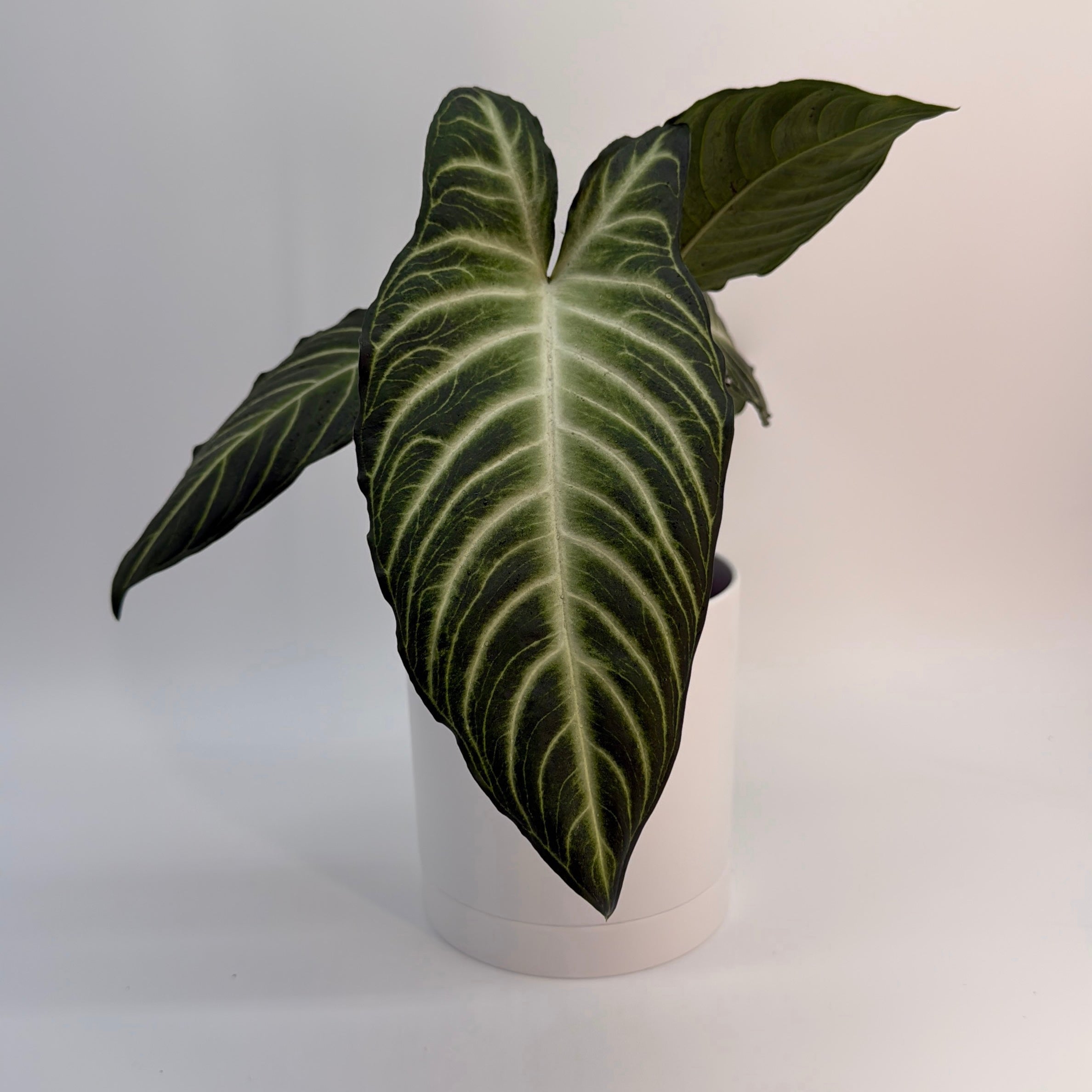 Xanthosoma Lindenii Magnificum