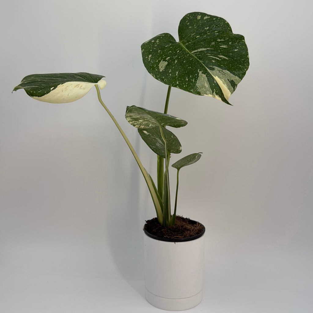 Monstera Thai Constellation