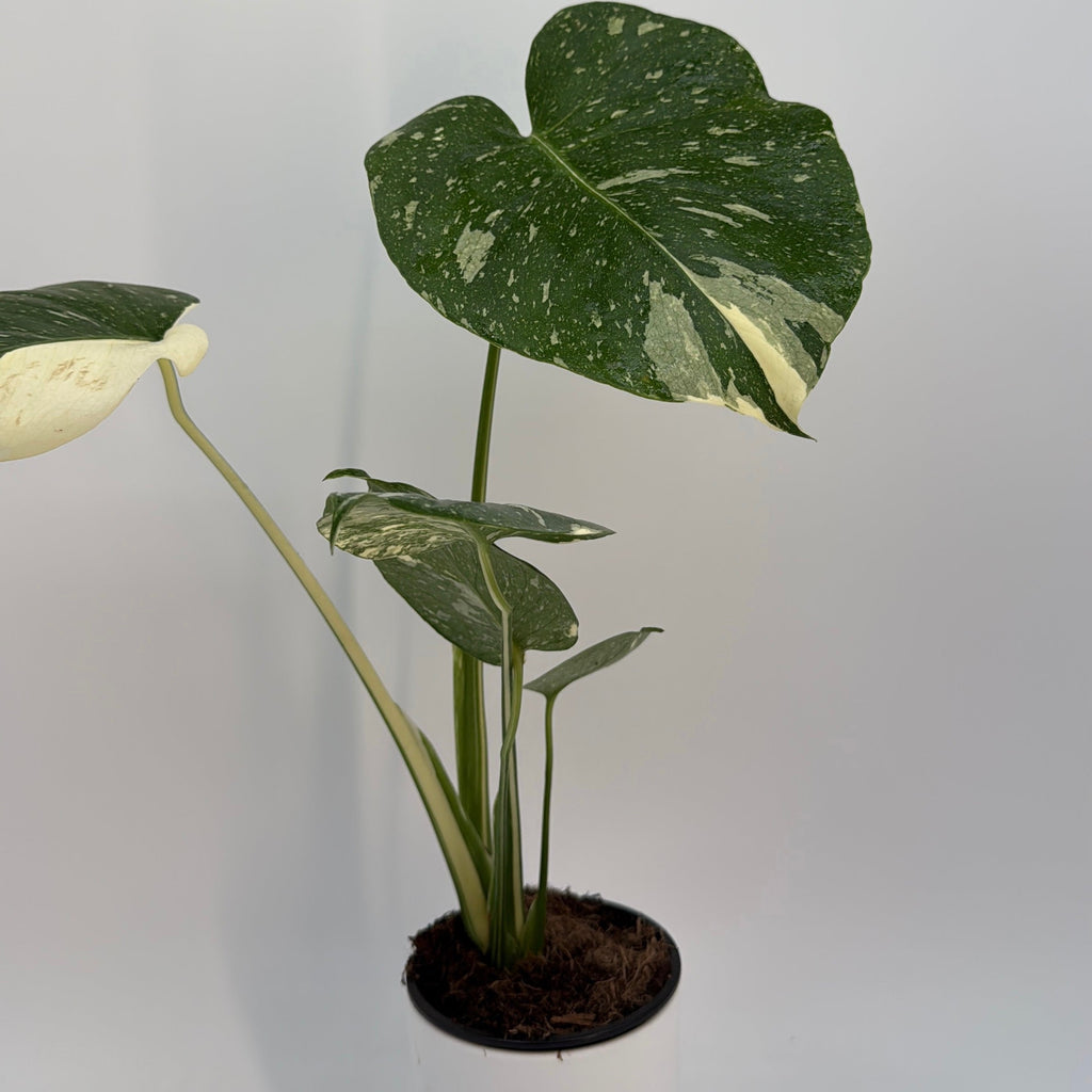 Monstera Thai Constellation