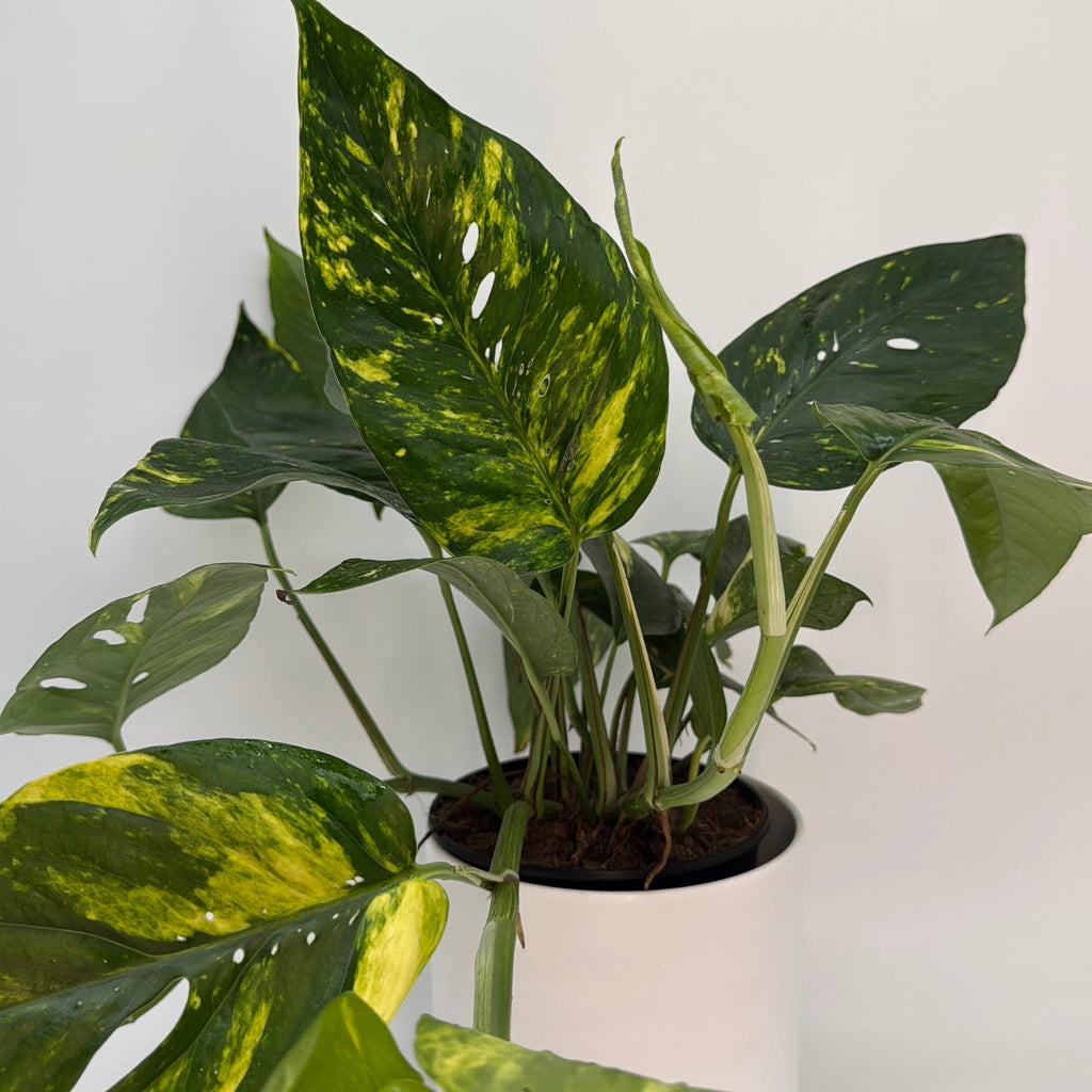 Epipremnum Pinnatum Yellow Flame