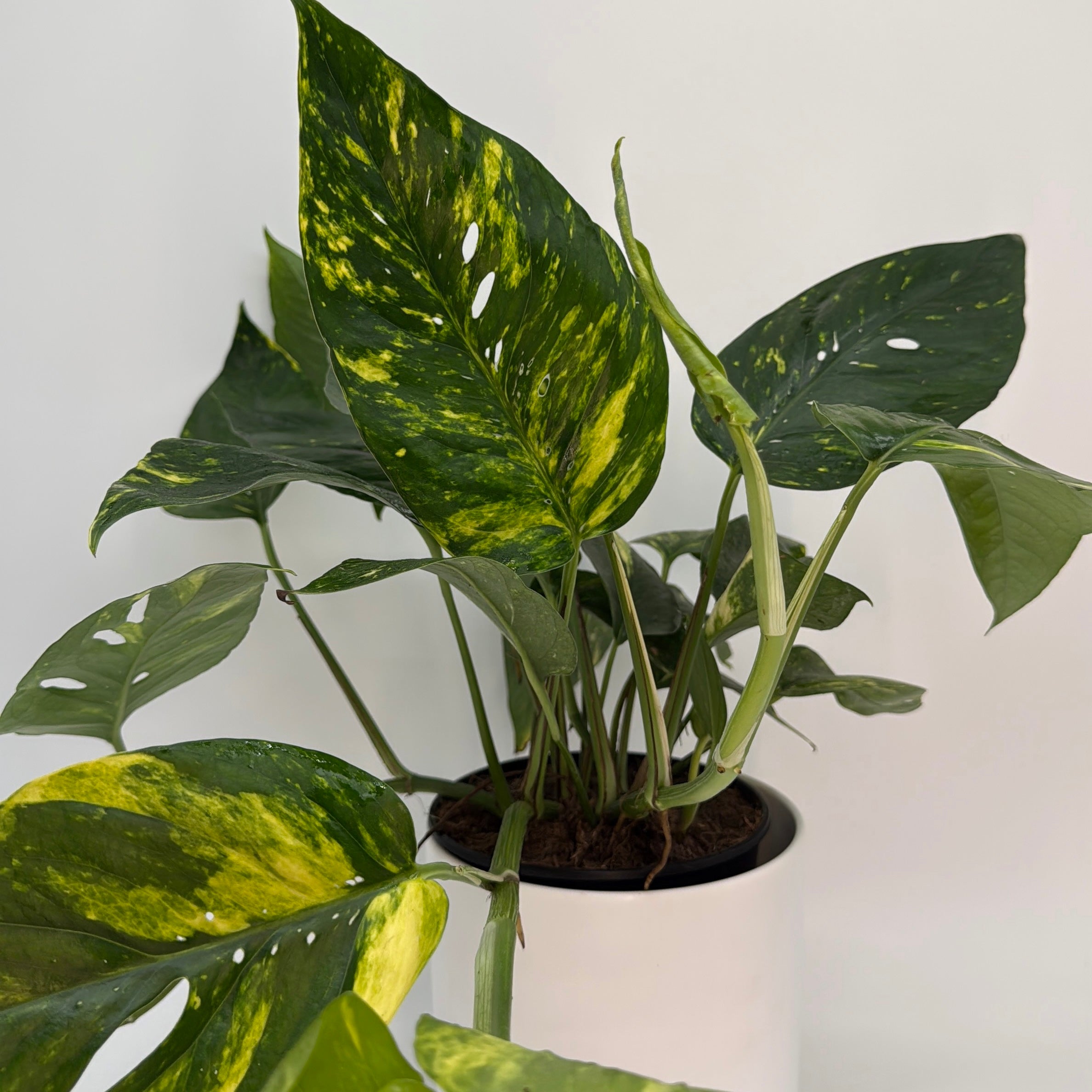 Epipremnum Pinnatum Yellow Flame
