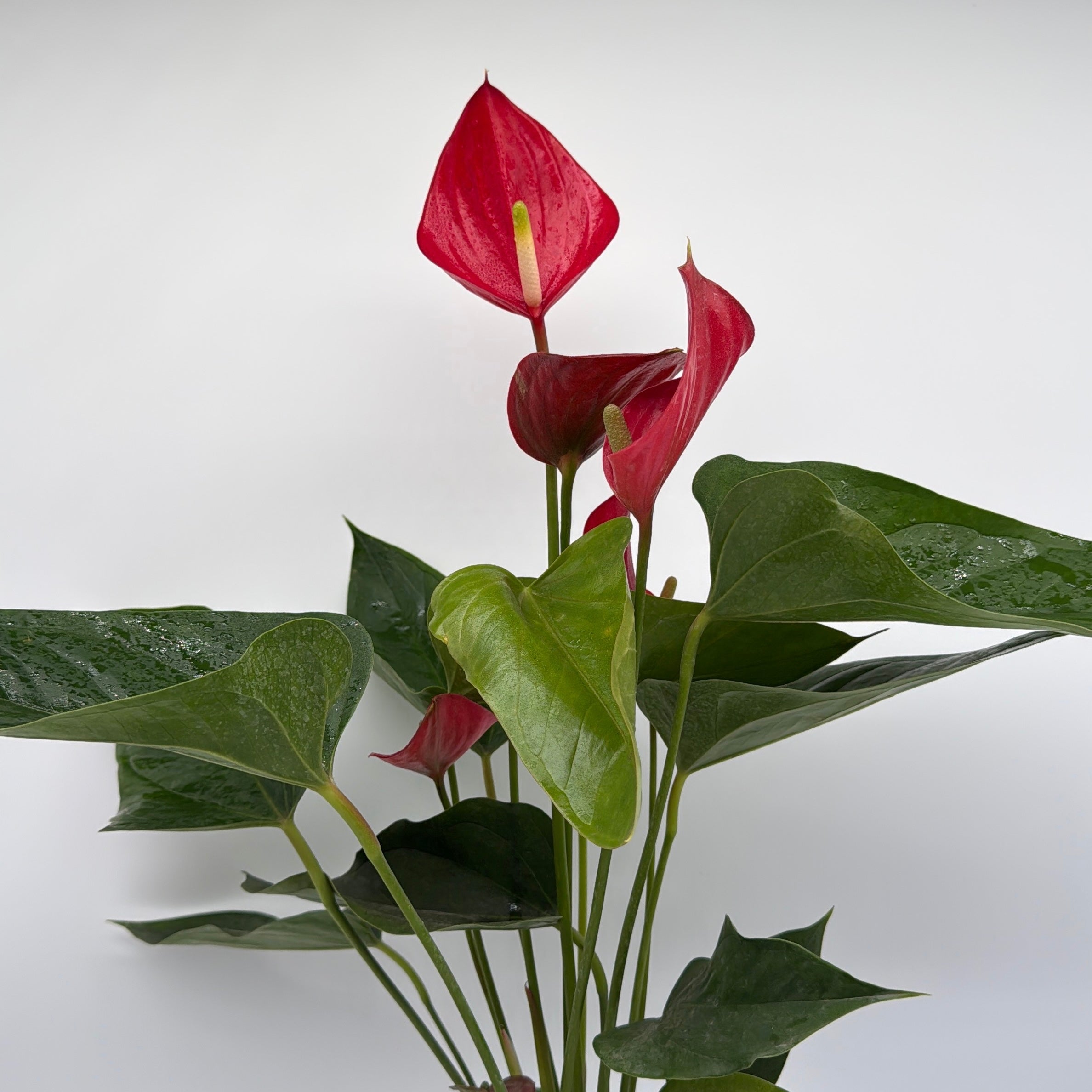 Anthurium Red Heart