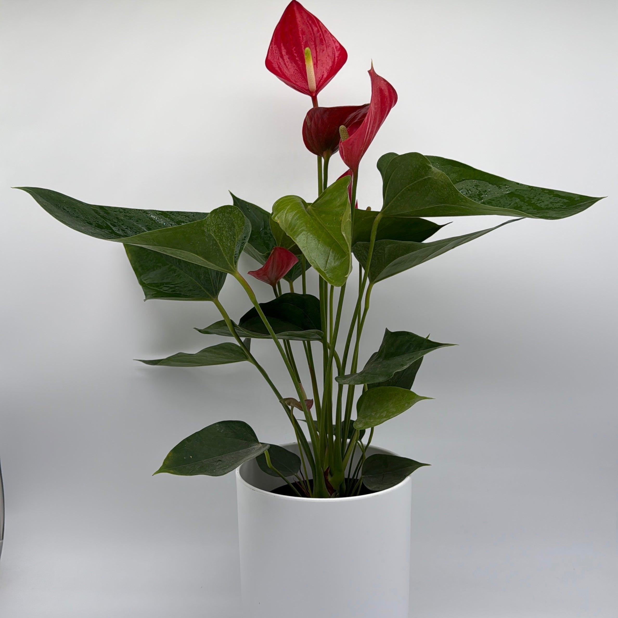Anthurium Red Heart