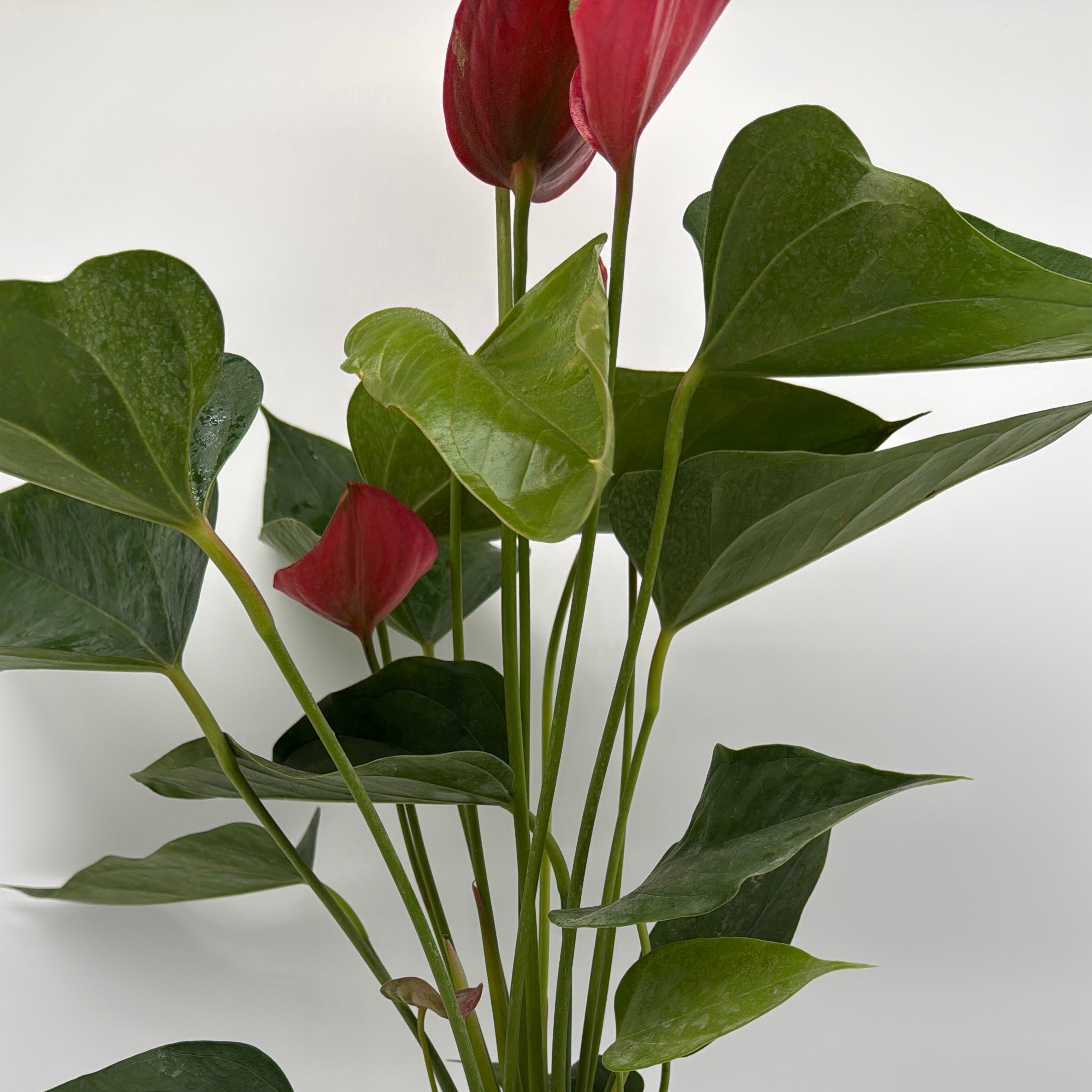 Anthurium Red Heart