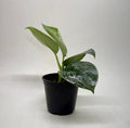 Pothos 'Silver Splash'