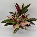 Stromanthe Triostar Calathea