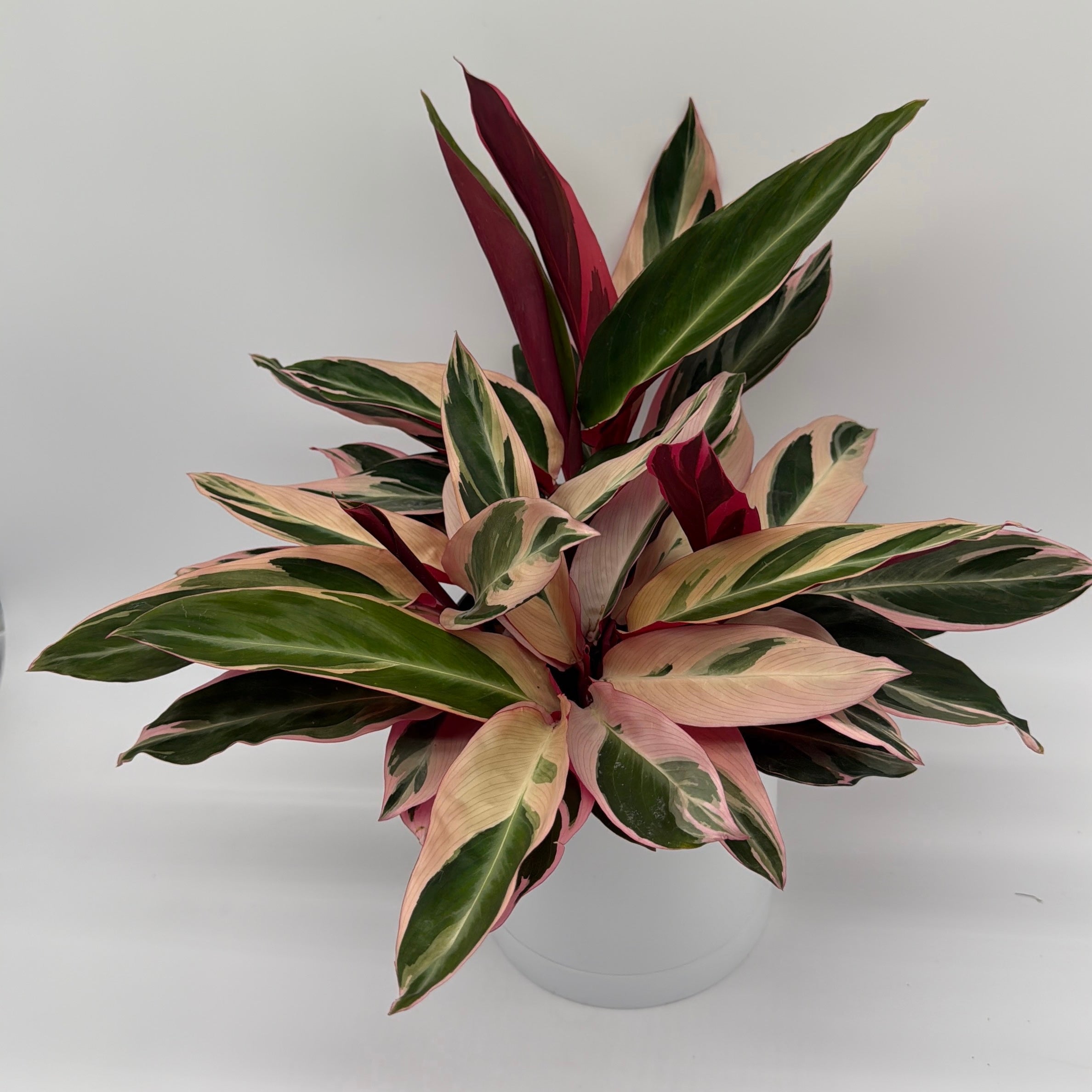 Stromanthe Triostar Calathea