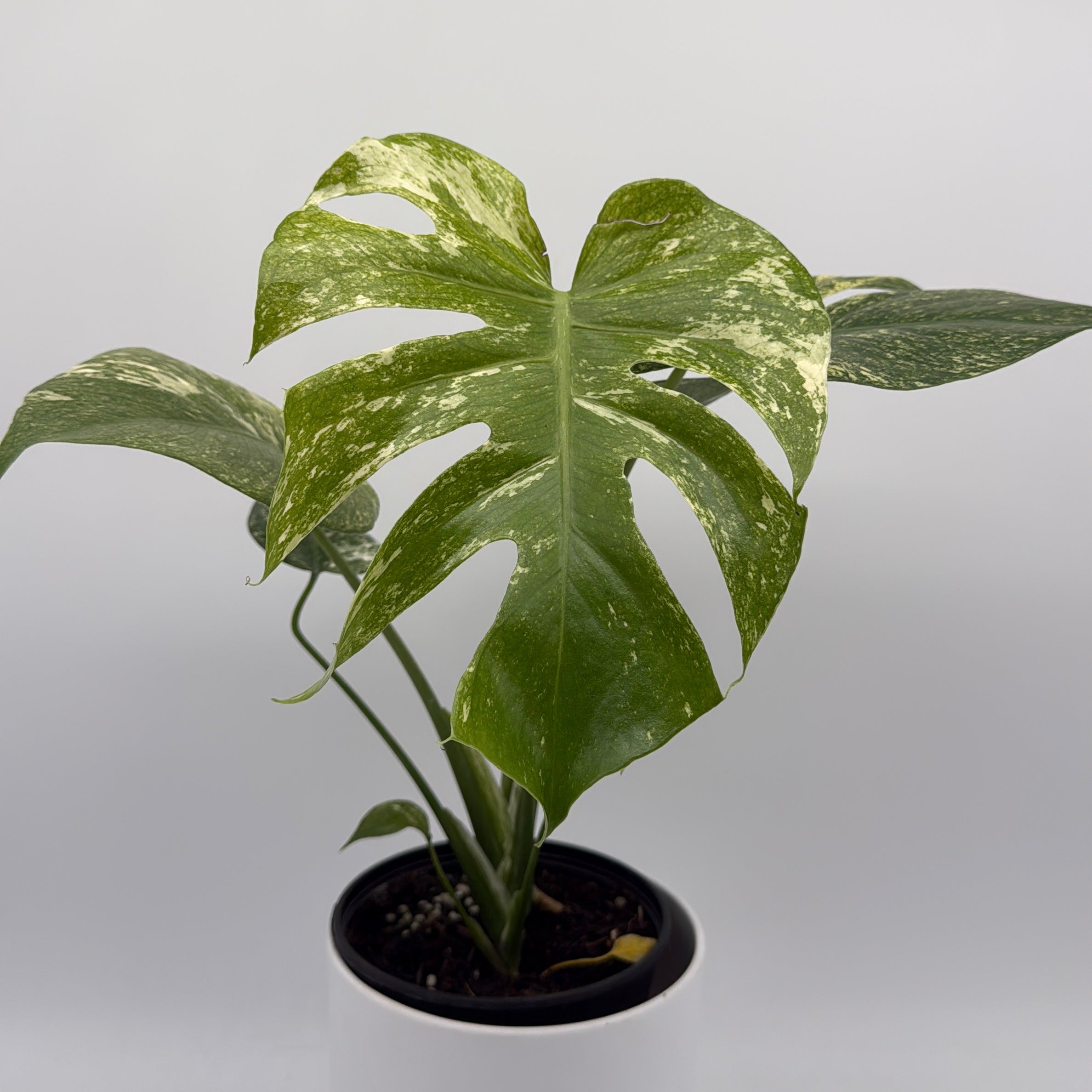 Monstera 'White Monster'