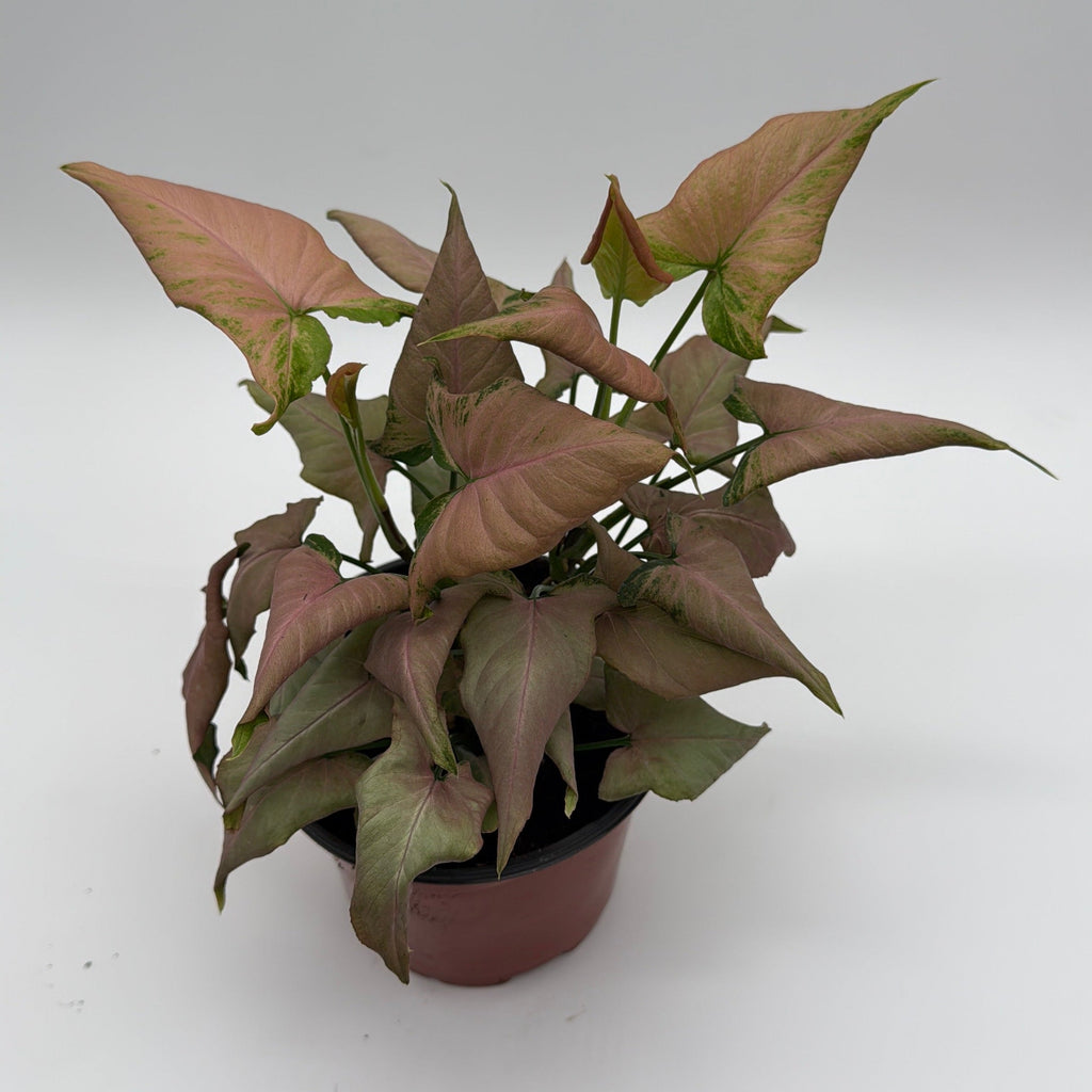 Syngonium Mickey
