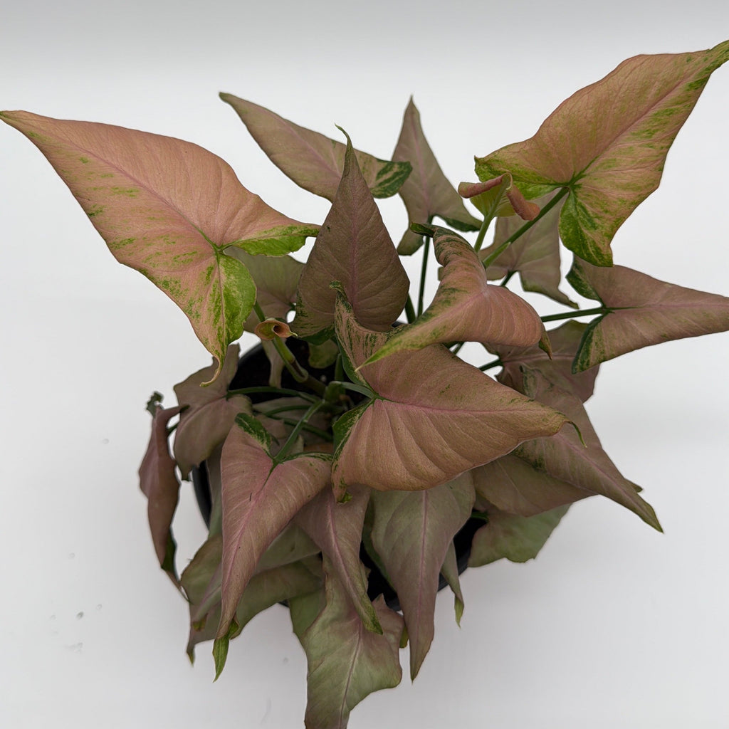 Syngonium Mickey