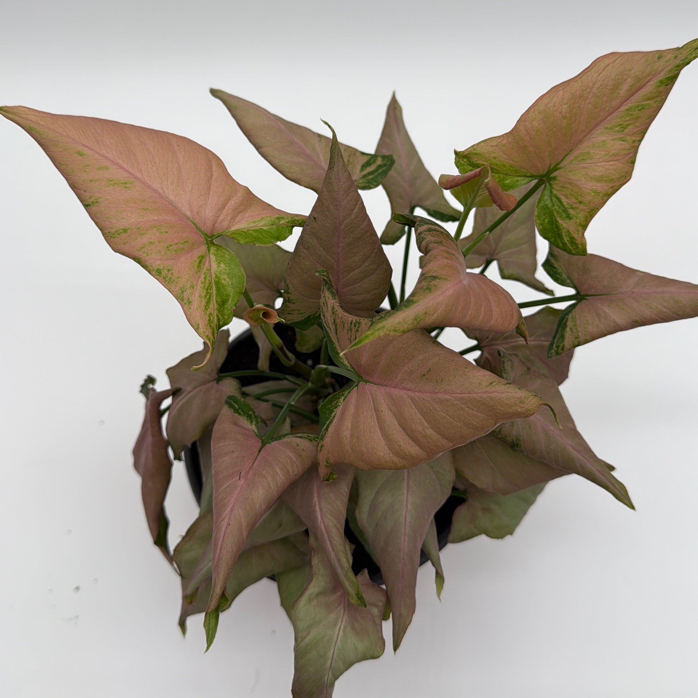 Syngonium Mickey