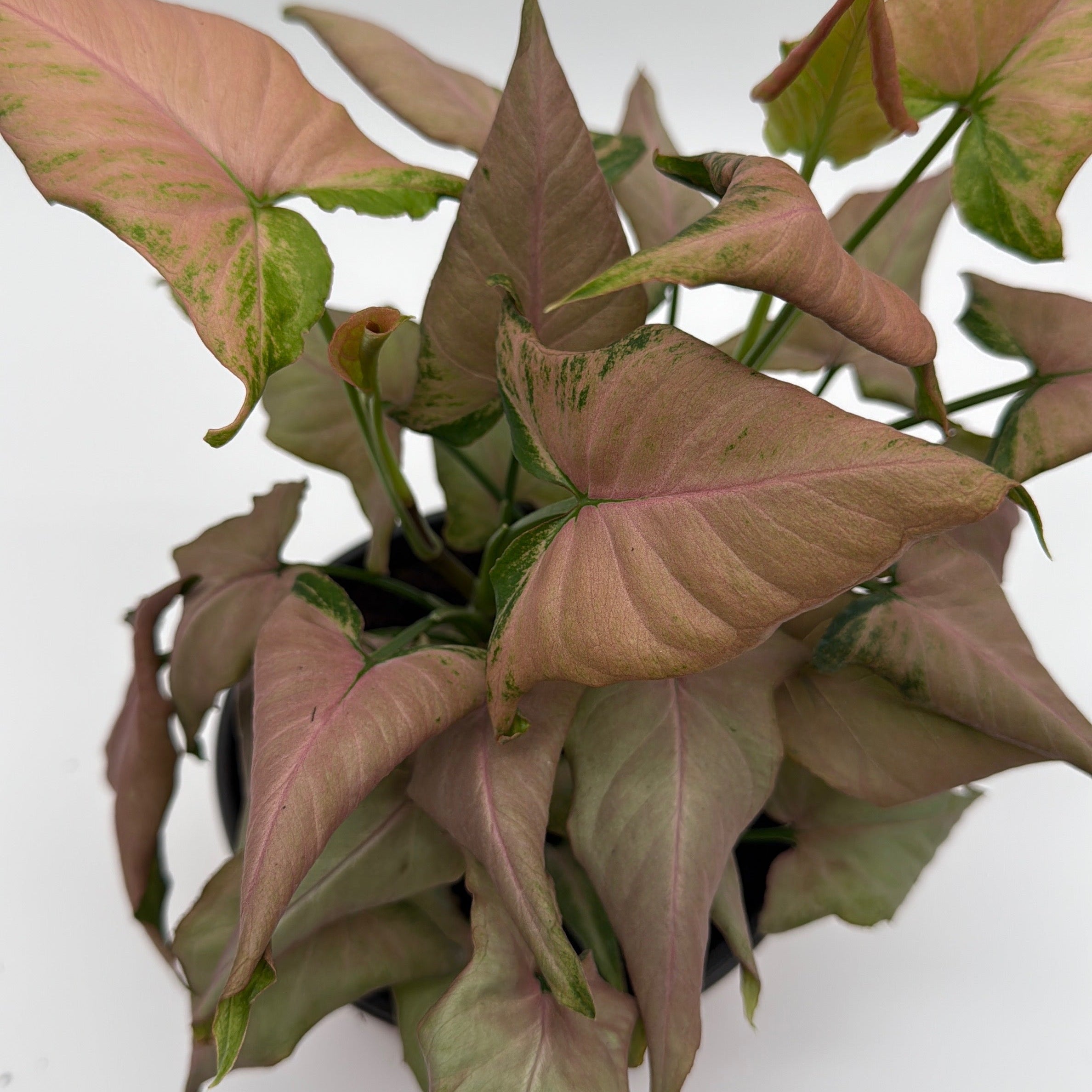 Syngonium Mickey