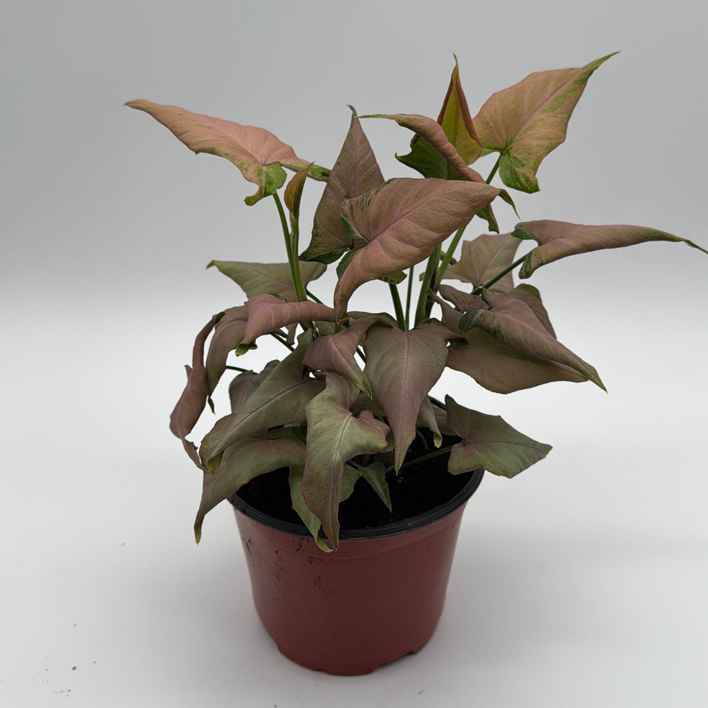 Syngonium Mickey