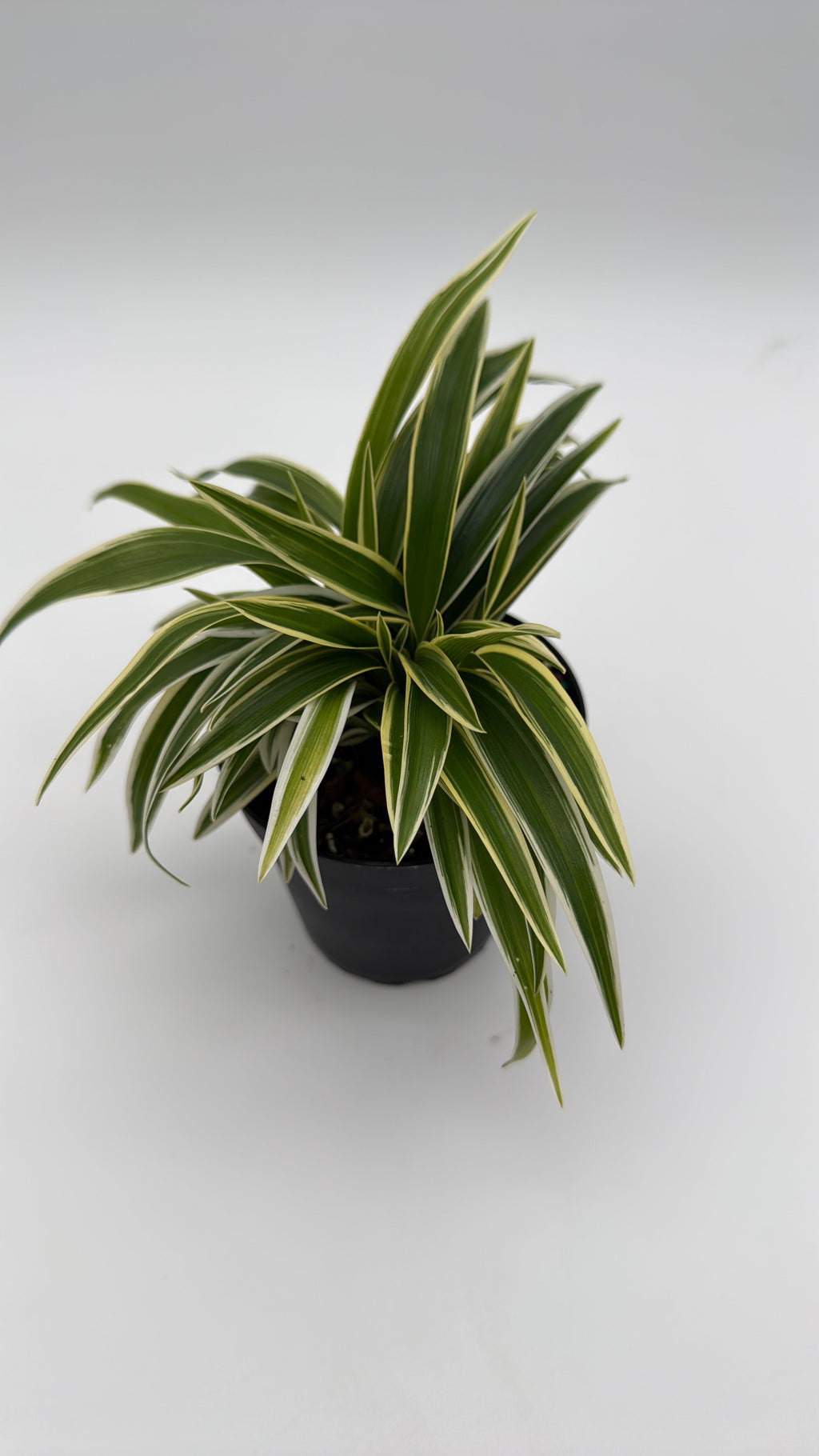 Outer Variegated Spider Plant