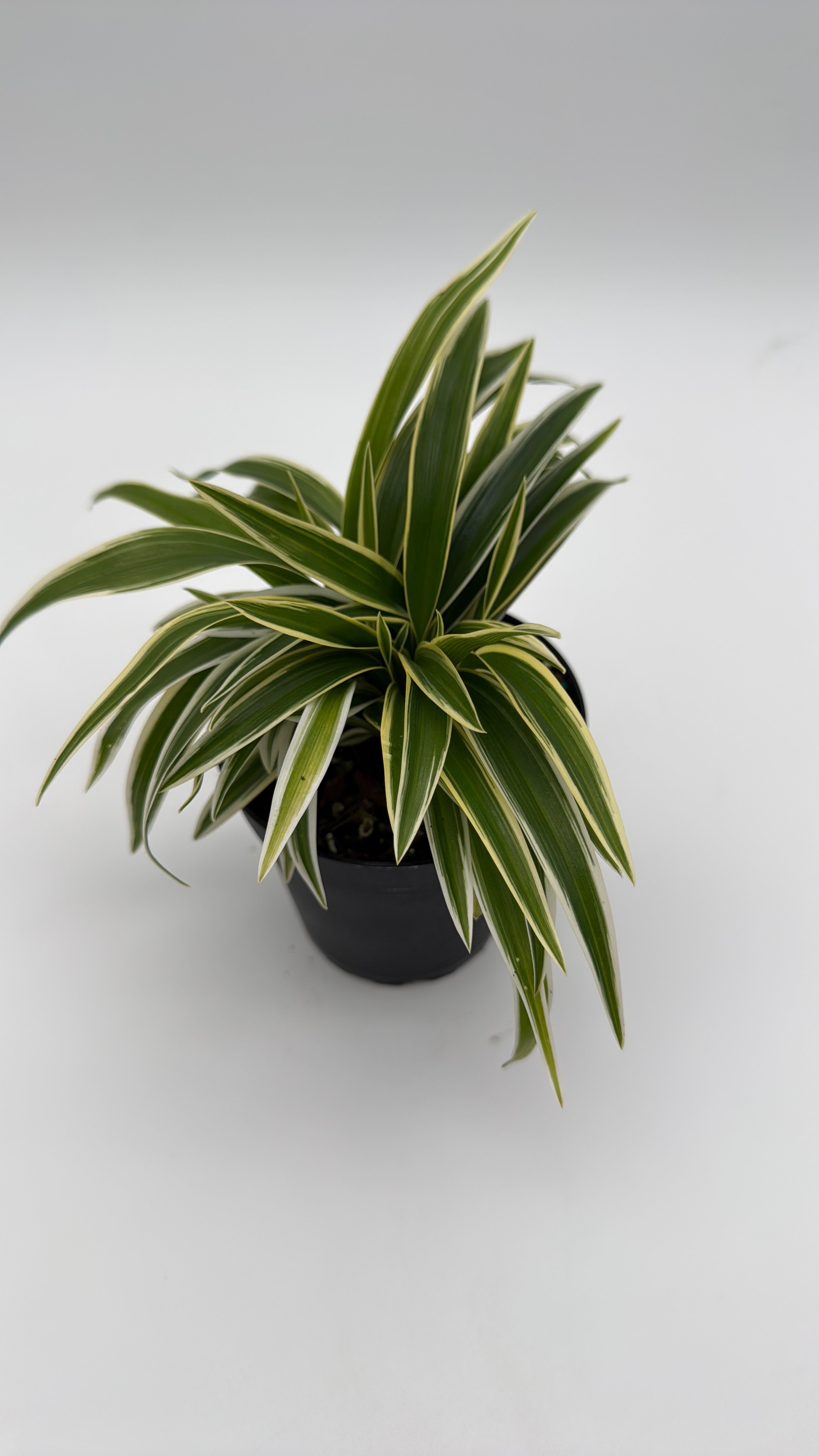 Outer Variegated Spider Plant
