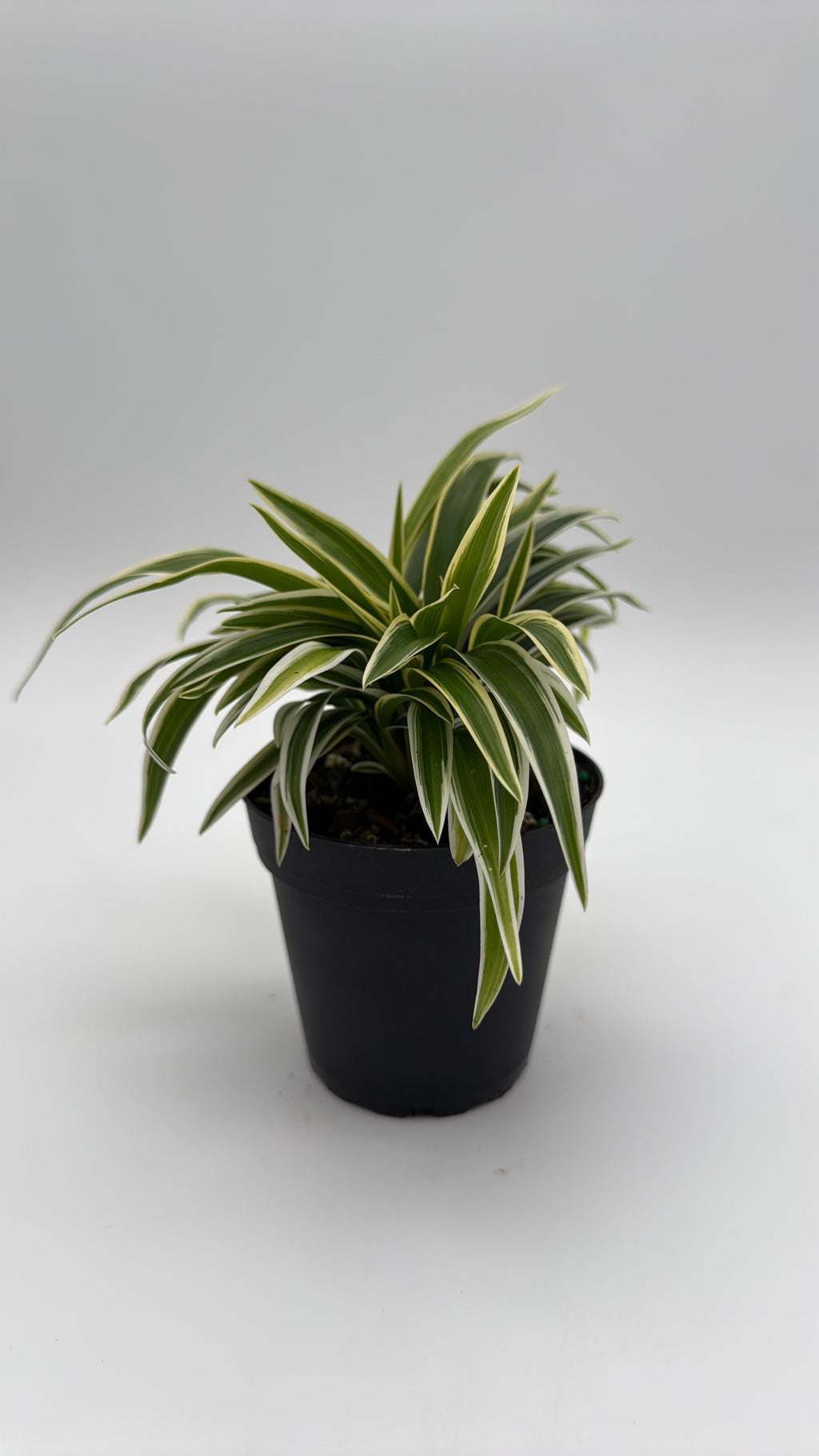 Outer Variegated Spider Plant
