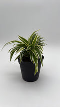 Outer Variegated Spider Plant