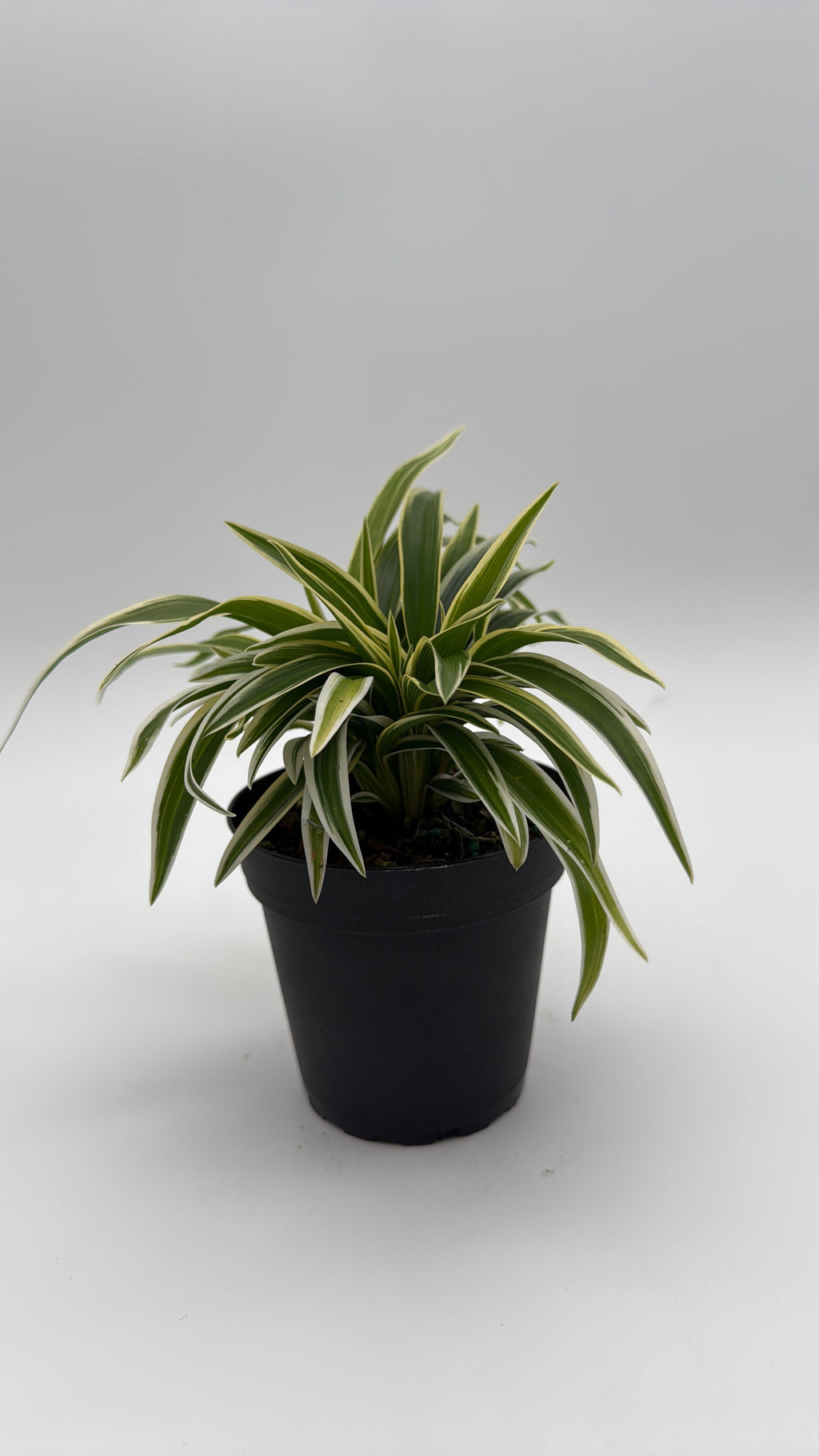 Outer Variegated Spider Plant