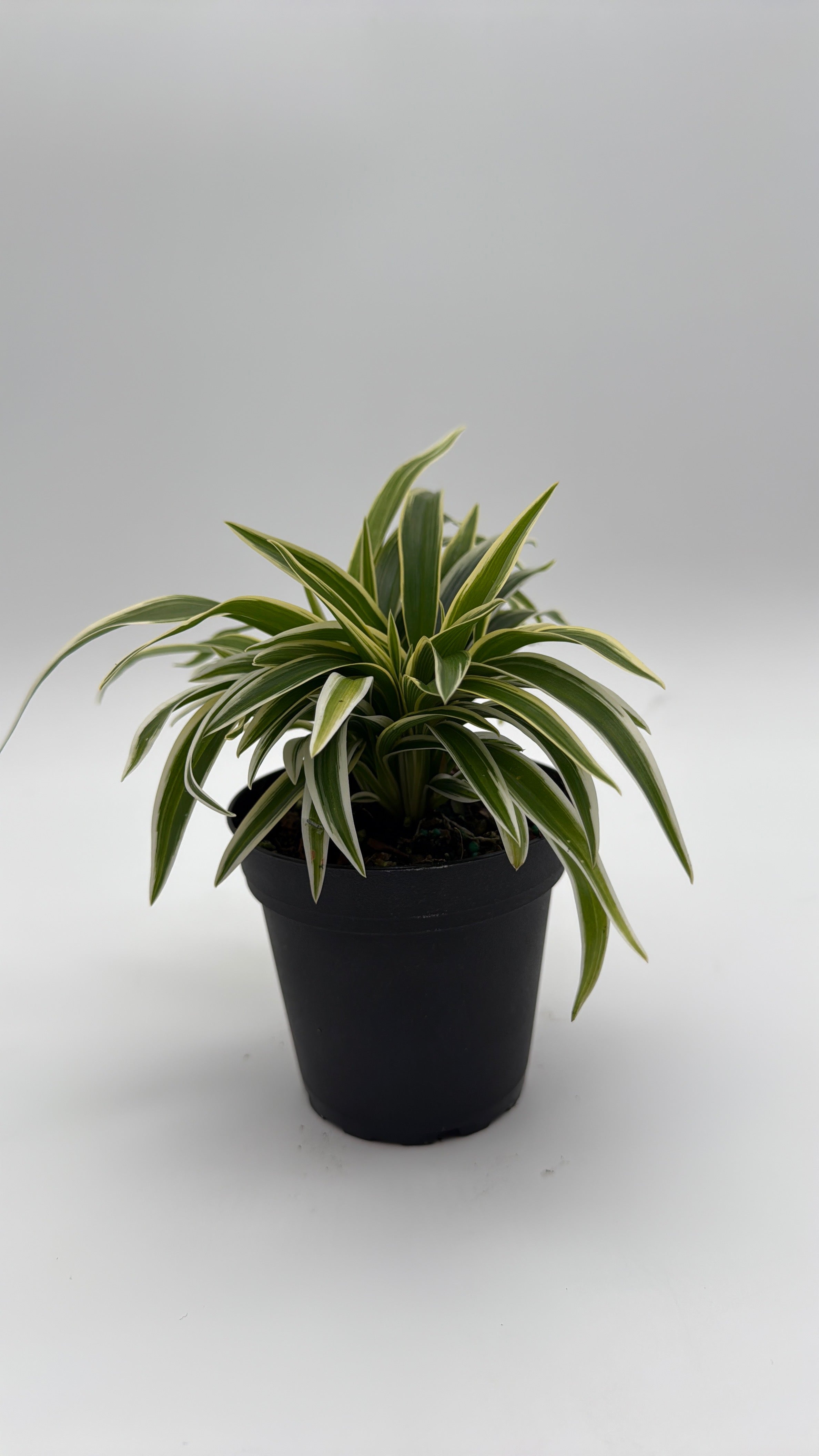 Outer Variegated Spider Plant