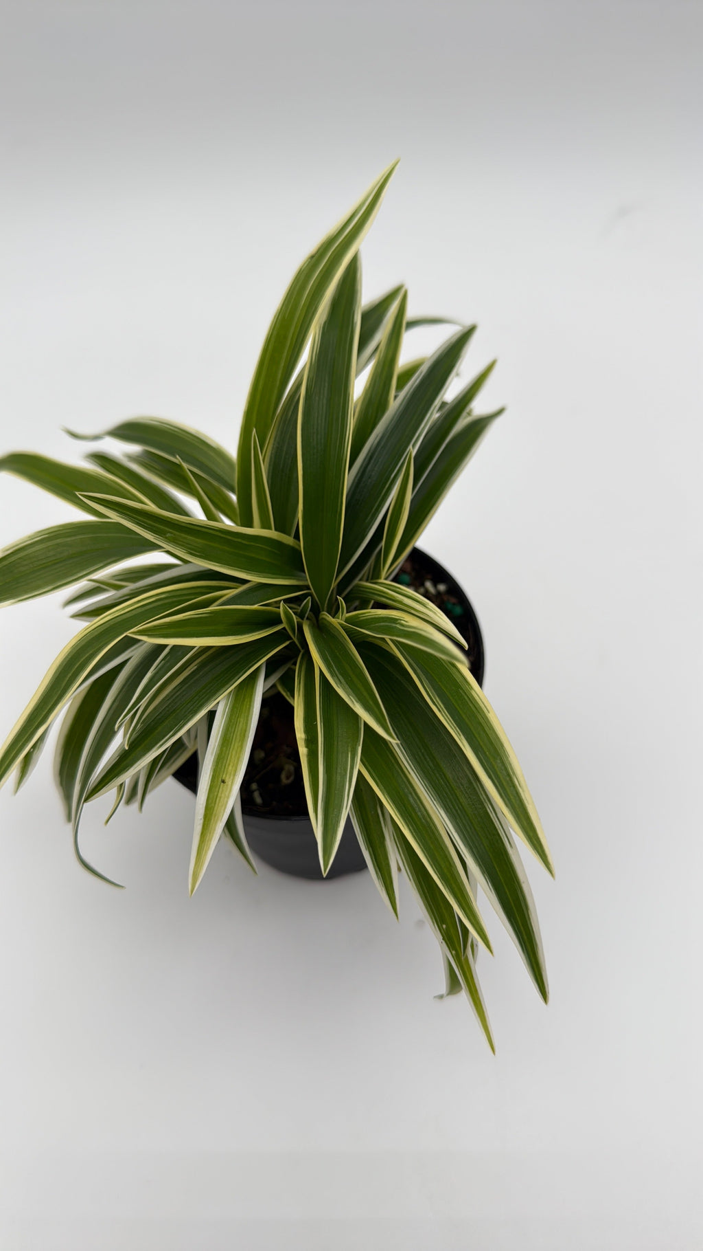 Outer Variegated Spider Plant