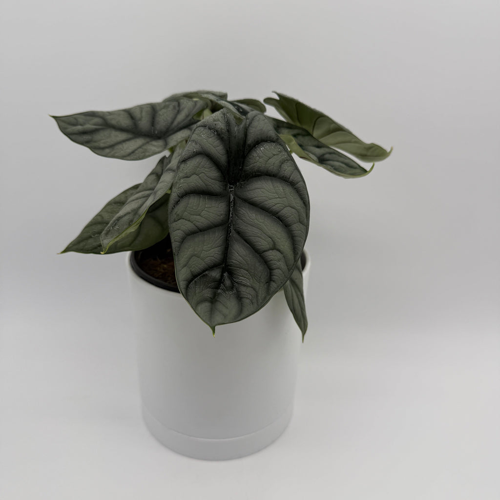 Alocasia Silver Dragon