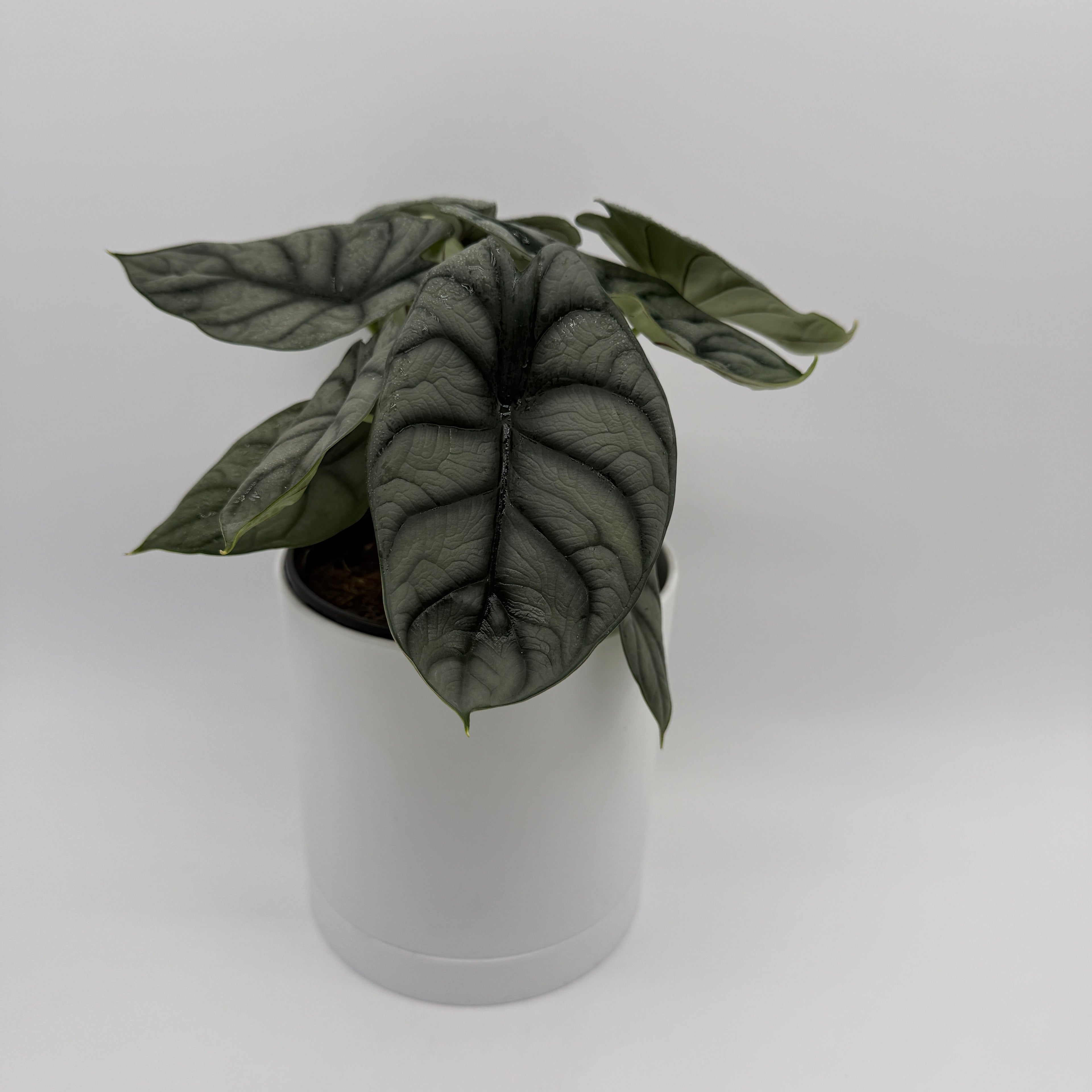 Alocasia Silver Dragon