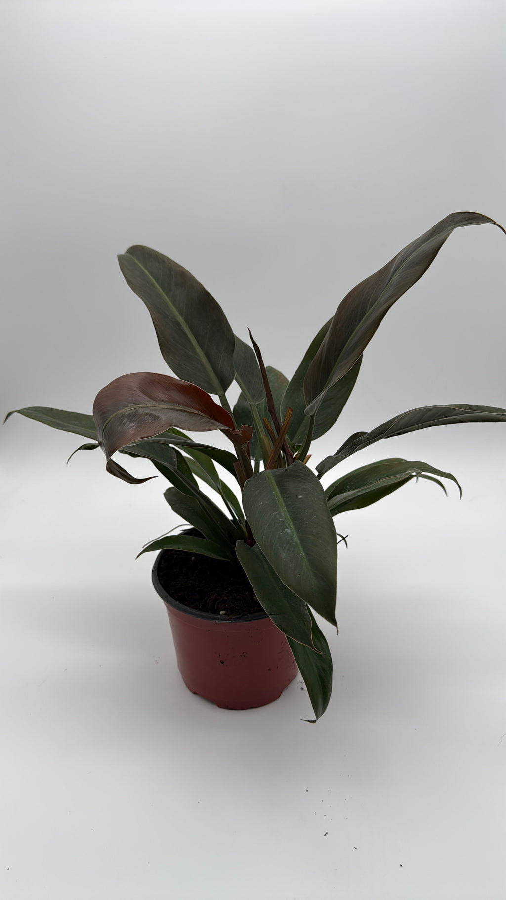 Philodendron Autumn