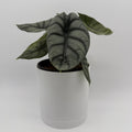 Alocasia Silver Dragon
